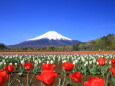 チューリップ