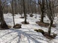 樹林の熱で溶ける雪