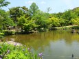 新緑の円山公園