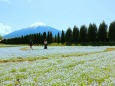 富士山とネモフィラ