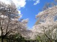 こどもの日の桜