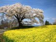 日向の人待ち地蔵桜