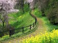 春の散策路