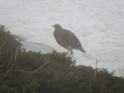 北ノ俣岳の雌雷鳥2