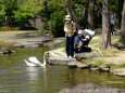 赤ちゃんにこんにちわの白鳥さん