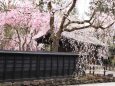 角館武家屋敷通りの桜