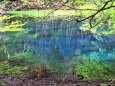 青い池