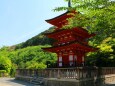 新緑の清水寺