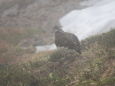 北ノ俣岳の雄雷鳥7