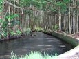 湧水の樹陰道