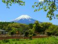 新緑と富士山