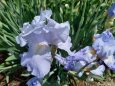 春のアイリス