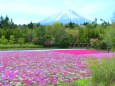 本栖湖芝桜