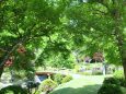 青もみじの公園