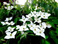 五月下旬 ヤマボウシの花
