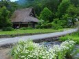 新緑の白川郷