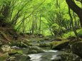 初夏の渓流