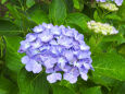 初夏を告げる紫陽花 2