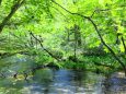 初夏の清流