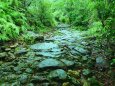 雨の熊野古道石畳