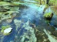 初夏の清流