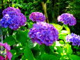 木漏れ日に咲いている紫陽花