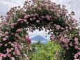 ピンクのバラの額に富士山