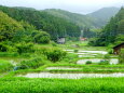 梅雨時の山間棚田