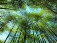6月の竹林
