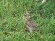 奥大日岳のチビ雷鳥