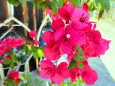 ブーゲンビリア