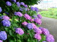 散歩道の紫陽花