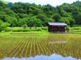 田植えの里山