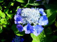 神社境内の紫陽花