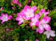 梅雨時のつつじの花