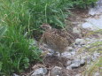 奥大日岳のチビ雷鳥4
