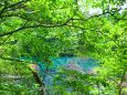 初夏の福島五色沼