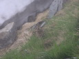 奥大日岳のチビ雷鳥6