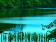 初夏の水辺