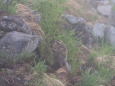 奥大日岳のチビ雷鳥9