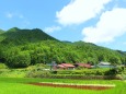 夏の里山