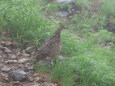 奥大日岳のママ雷鳥