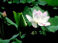 二千年ハス舞妃蓮