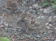 奥大日岳のチビ雷鳥12