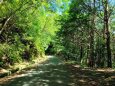 夏の森の散歩道