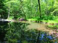 夏の森の水辺