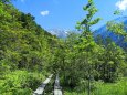 7月の上高地の森