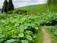 ハスの公園 散策路