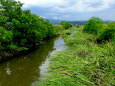 夏景色 平野を流れる小川