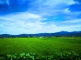 夏の田園風景